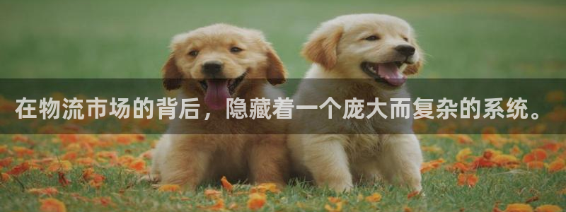 usdt账号需要绑定手机号吗：在物流市场的背后，隐藏着一个庞